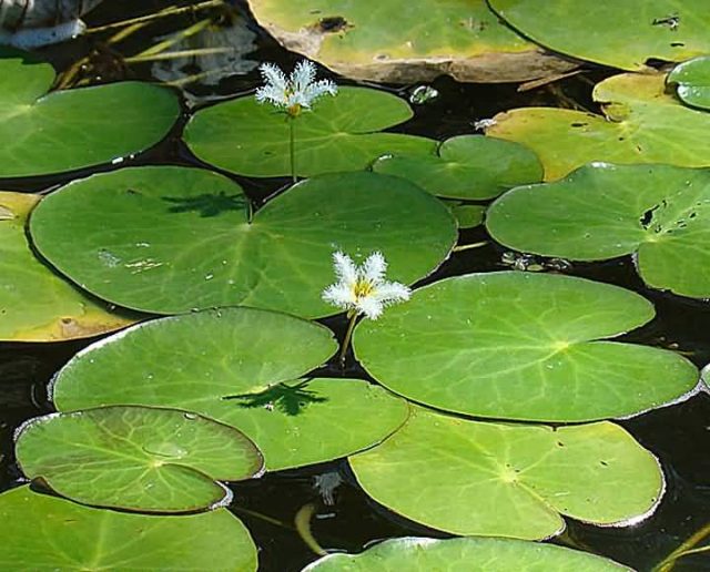 Top 8 Aquatic Plants Which Floats On Water ALLRefer