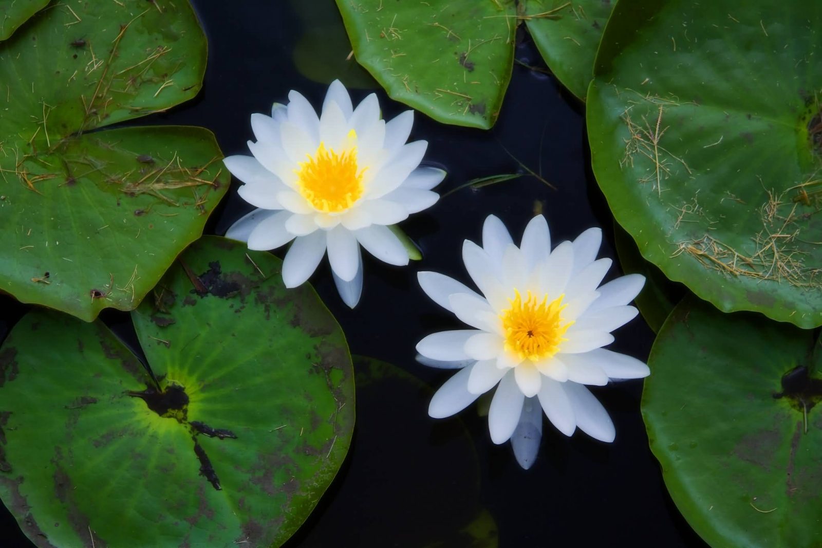 Top 8 Aquatic Plants Which Floats On Water ALLRefer