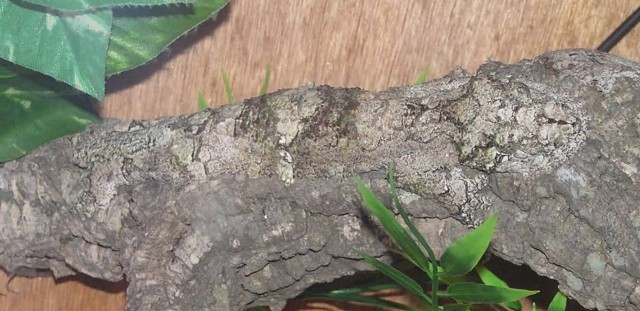 Uroplatus Geckos 