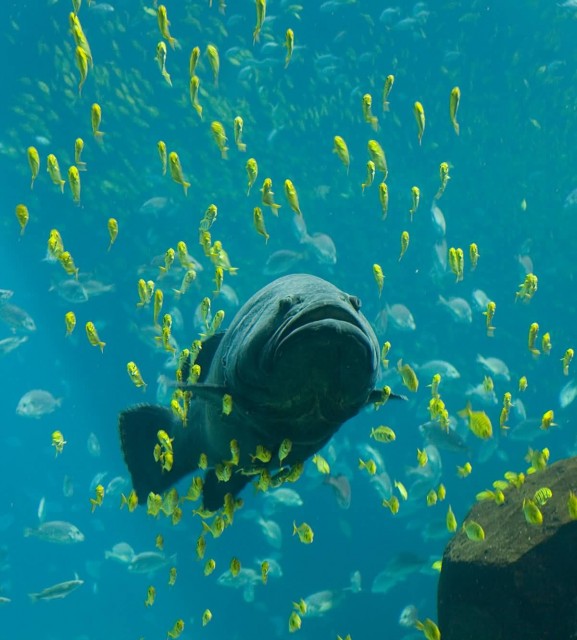Giant Grouper In Georgia Aquarium 