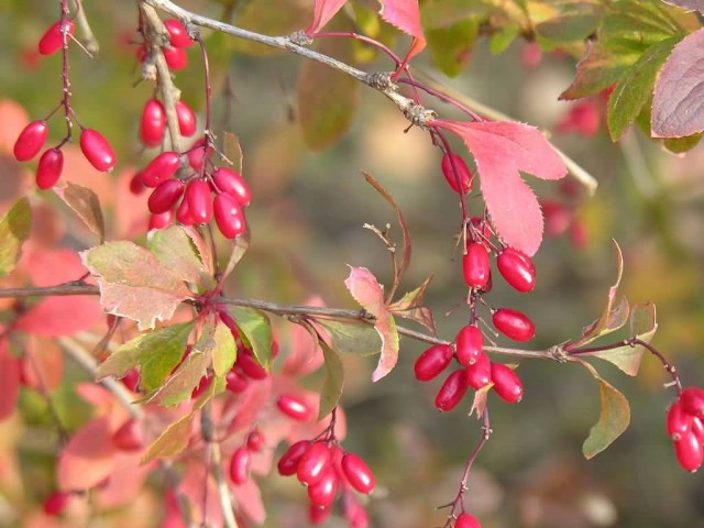 Barberry Fruits