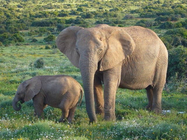 African Bush Elephant 
