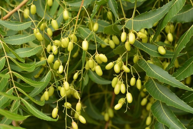 Azadirachta Indica Leaves And Fruits