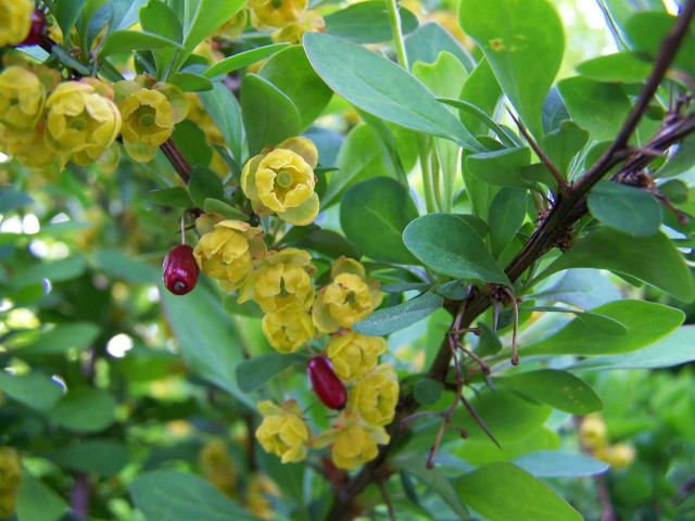 Barberry Flowers