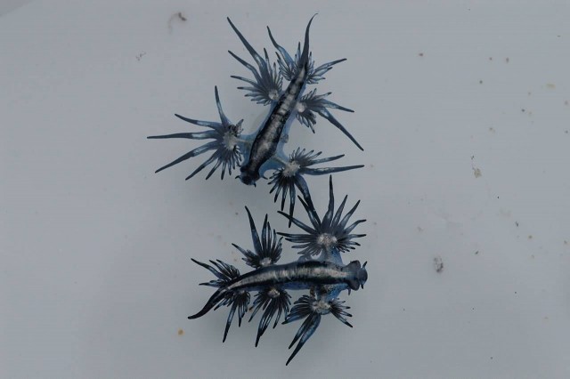 Blue Sea Slugs