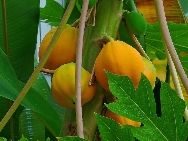 Papaya Tree