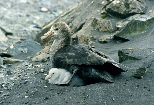 Antarctic Giant Petrel With Chicks