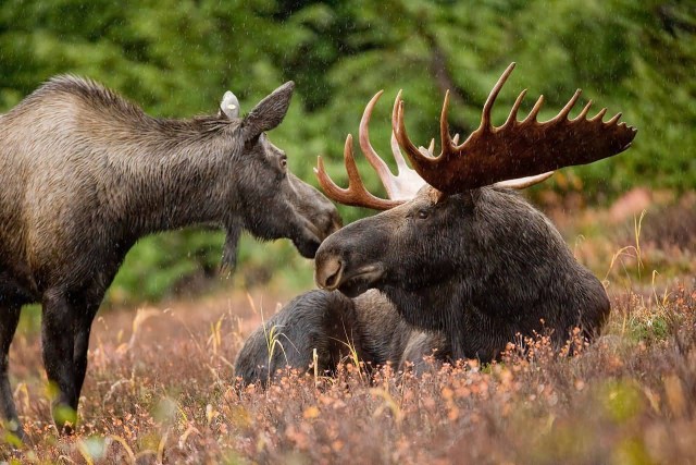 Bull And Cow Moose