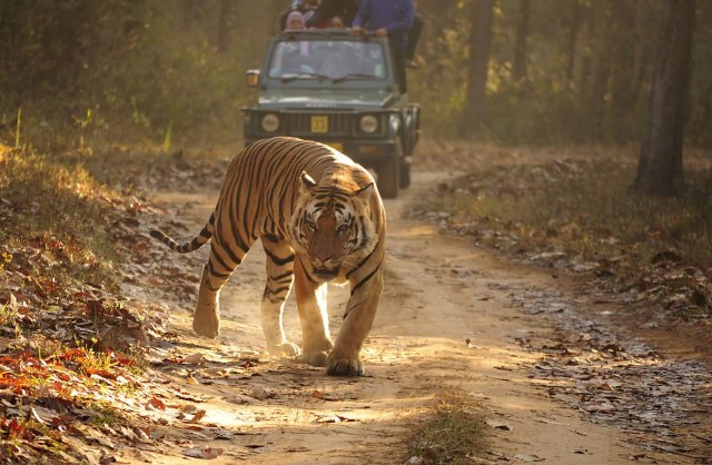Royal Bengal Tiger, Kanha
