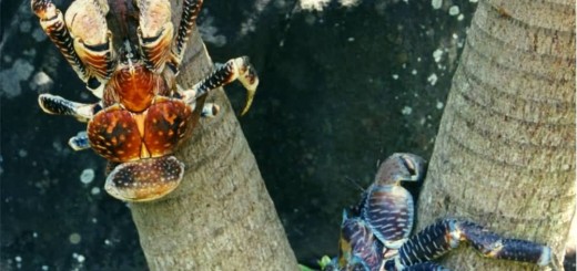 Coconut Crab In Bora Bora