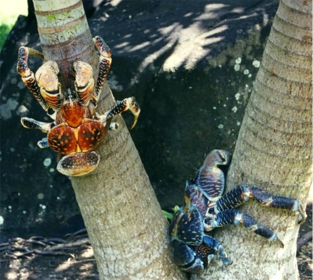 Coconut Crab In Bora Bora 