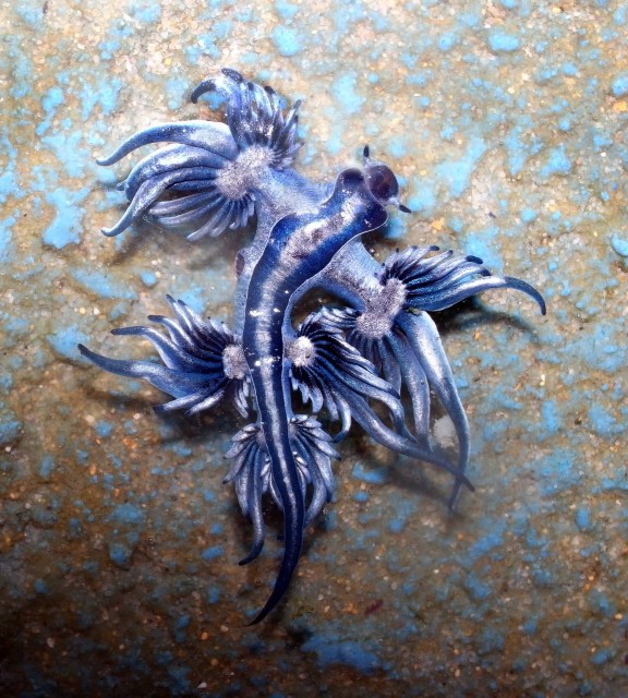 Blue Sea Slug