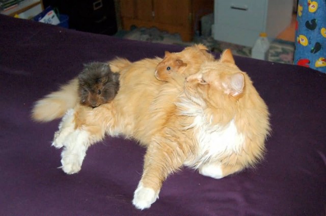 Cat And Guinea Pigs