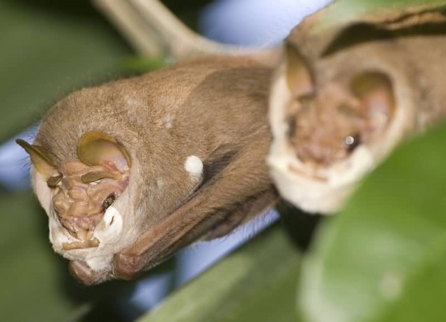 Wrinkle Faced Bat