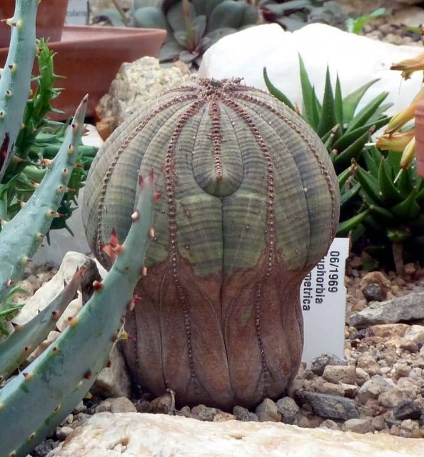 Euphorbia Obesa