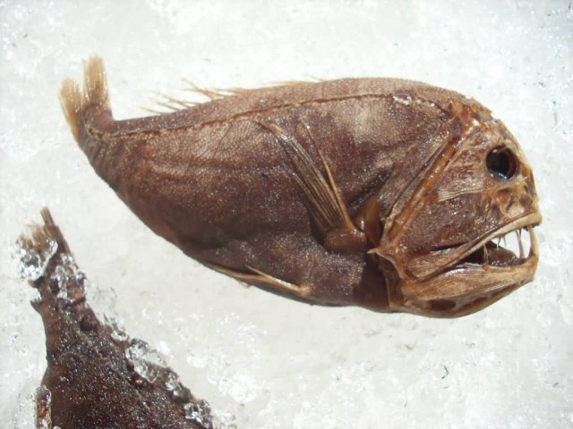 Fangtooth Fish