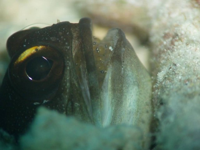 Jawfish Hatching Their Eggs In Mouth