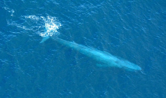 Large Blue Whale