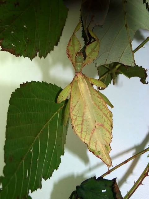 Leaf Insect 