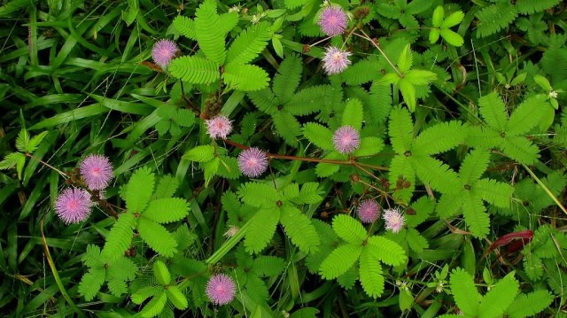 Mimosa Pudica Plant With Flowers