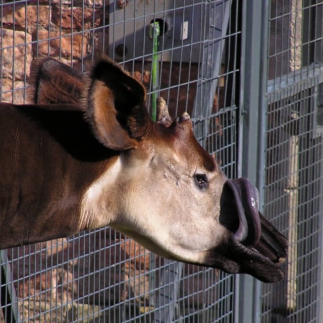 Okapi Tongue