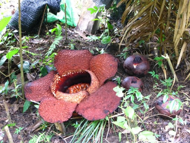 Rafflesia Arnoldii And Buds
