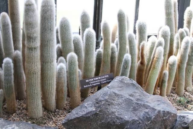 Silver Torch Cactus 