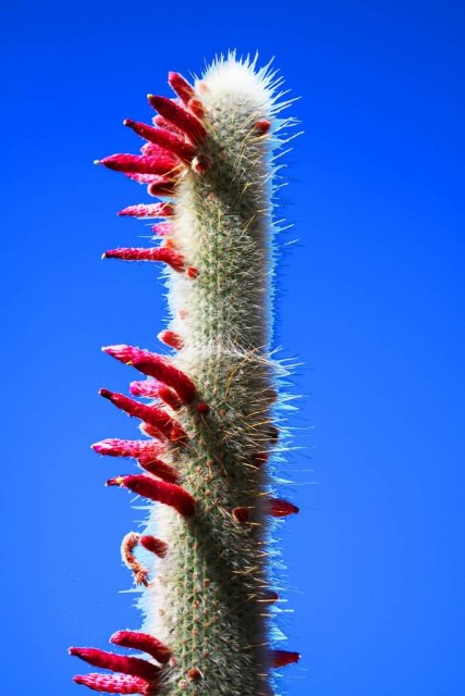 Silver Torch Cactus 
