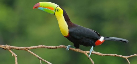 Keel Billed Toucan Costa Rica