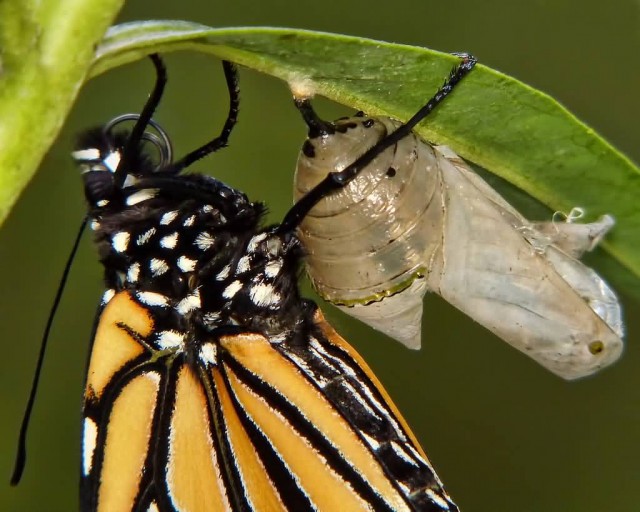 Chrysalis To Butterfly