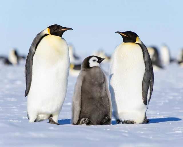  Emperor penguin