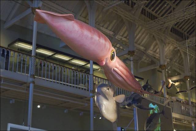 Giant Squid In National Museum Of Scotland