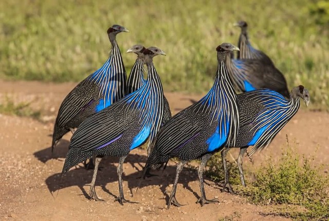 Group Of Vulturine Guineafowl