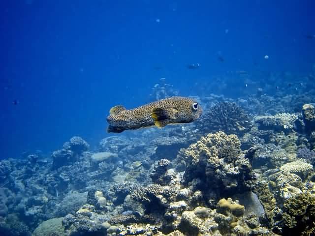 Coral Fish