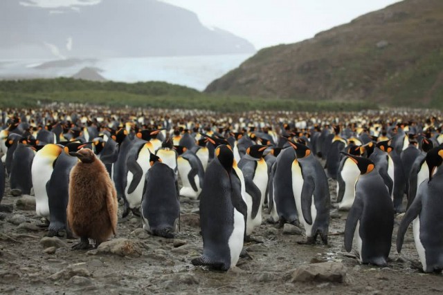 King Penguins At Salisbury Plain