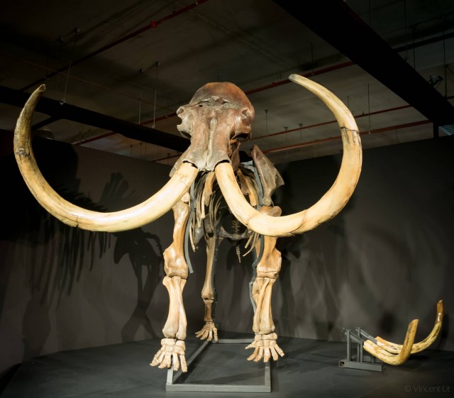 Mammoth Skeleton