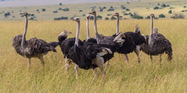 Ostriches In Group