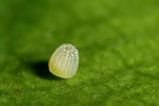 Proclossiana Eunomi Egg