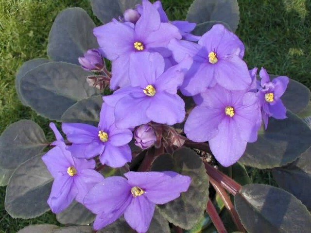 Purple African Violet
