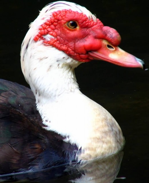 Red Faced Muscovy Duck