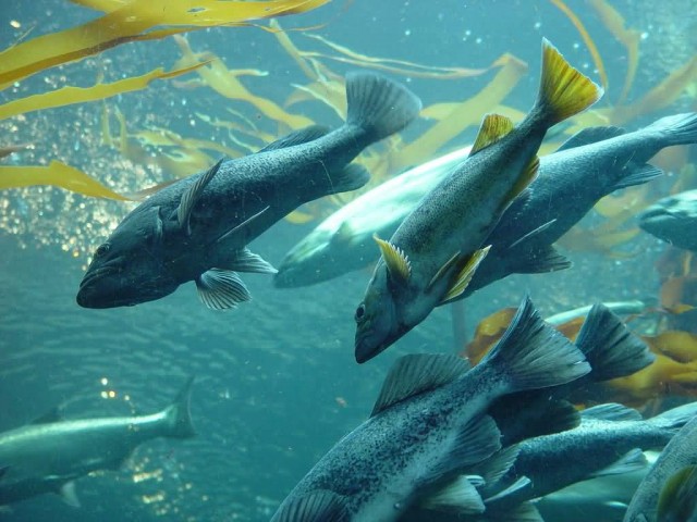 Underwater Salmon