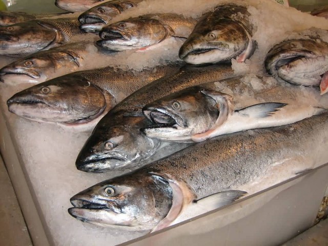 Salmon For Sale