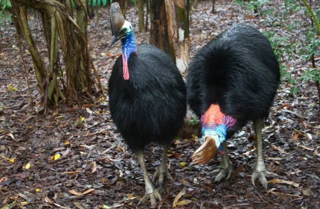 The Southern Cassowary