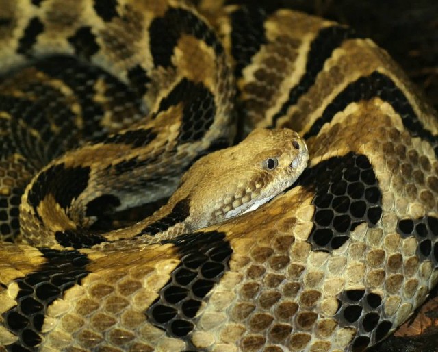 Timber Rattle snake