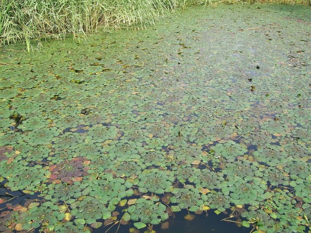 Water Caltrop On Lake