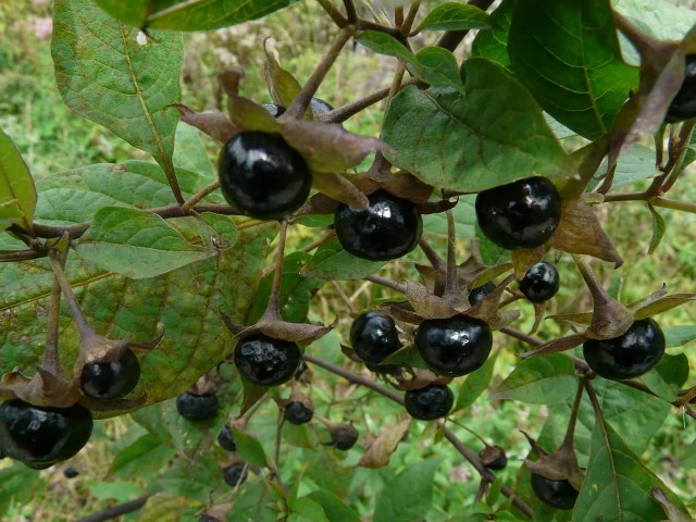 Belladonna Berries 