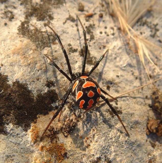 Female Black Widow Spider 