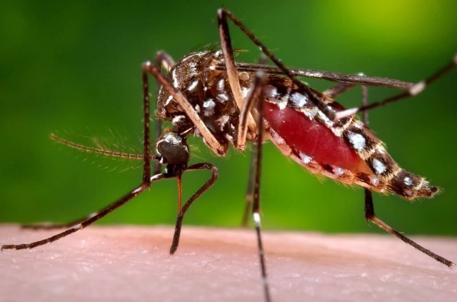 Chikungunya Mosquito