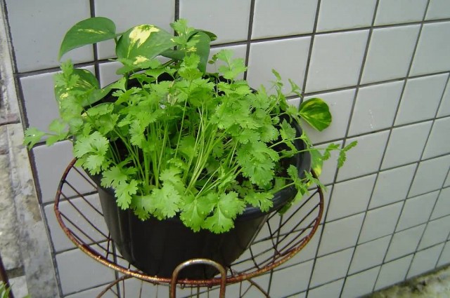 Coriander In A Flower Pot