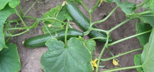 Cucumber Plant In Garden